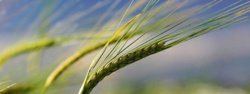 HGF endorses the Global Definition of Whole Grain as Food Ingredient